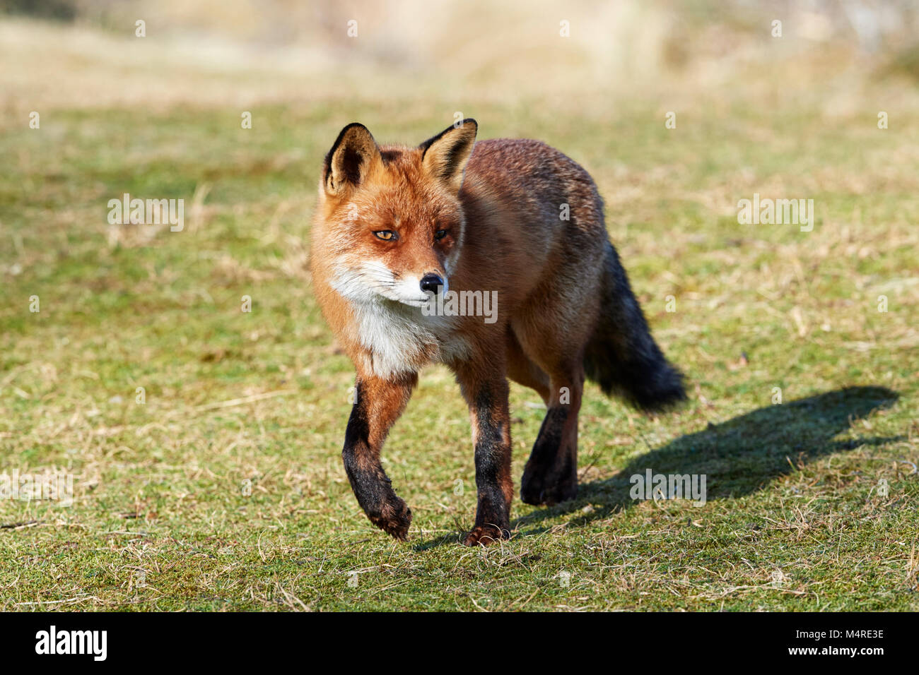 Fox (Vulpes vulpes) Banque D'Images