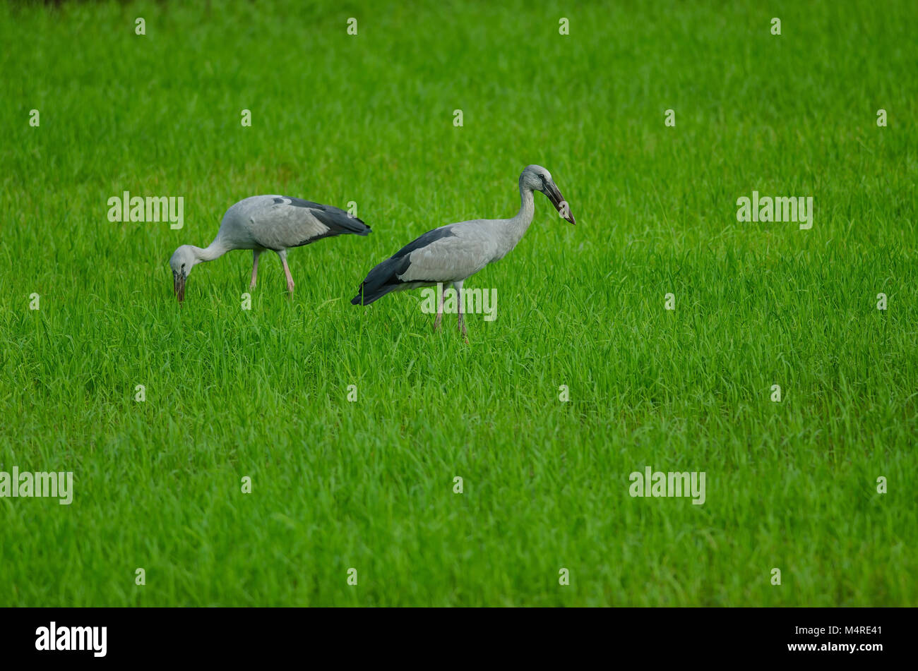 Ouvrez-billed stork sur champ de riz (Anastomus oscitante) Banque D'Images