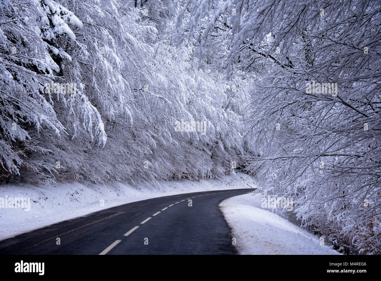 Belle forêt et congelés dans les Vosges en France Banque D'Images