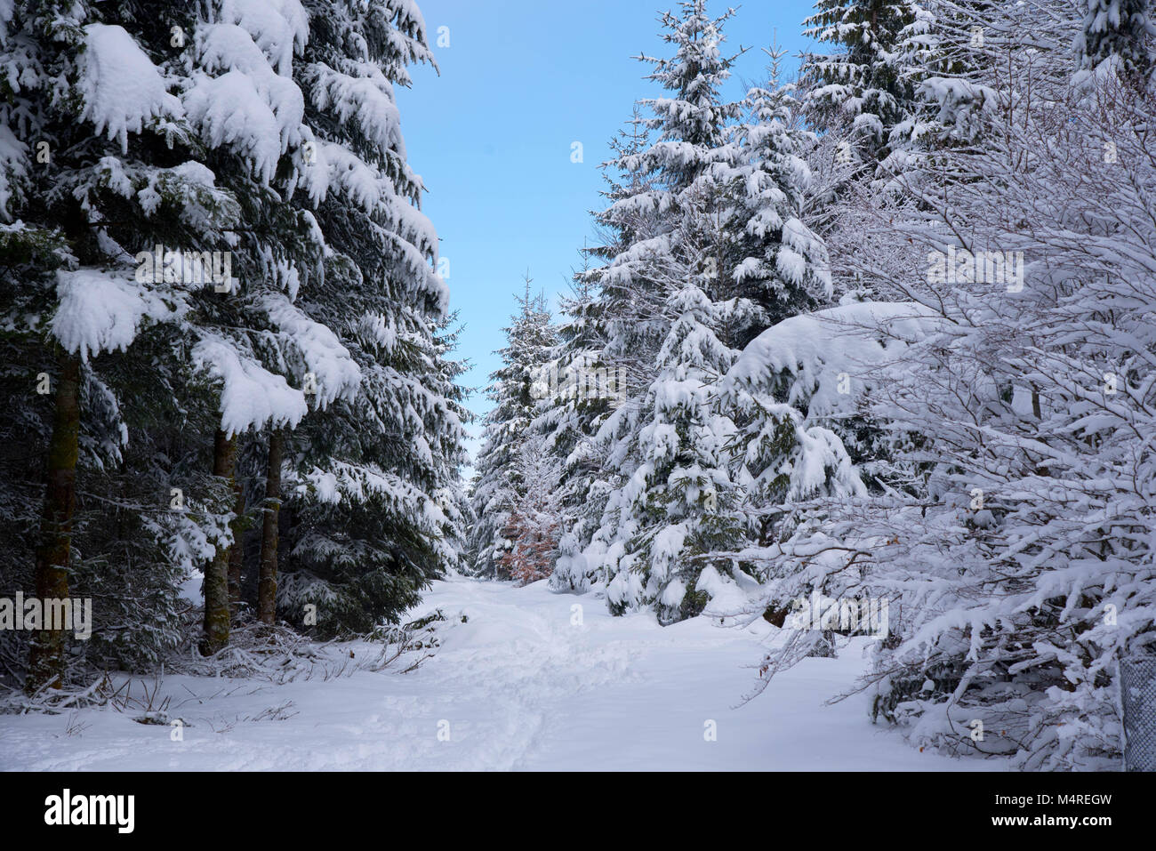 Belle forêt et congelés dans les Vosges en France Banque D'Images