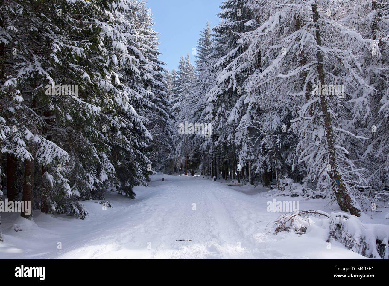 Belle forêt et congelés dans les Vosges en France Banque D'Images
