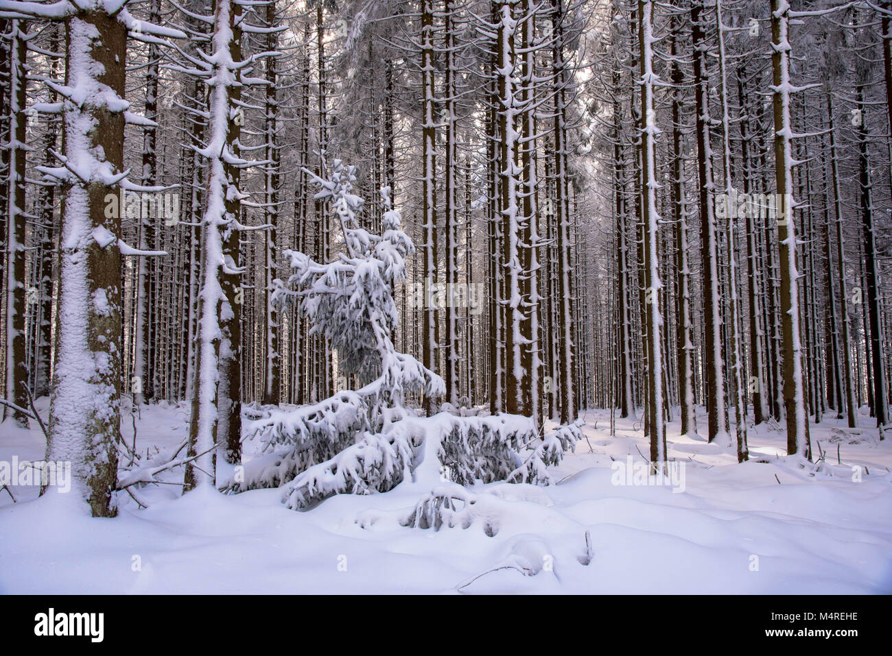 Belle forêt et congelés dans les Vosges en France Banque D'Images