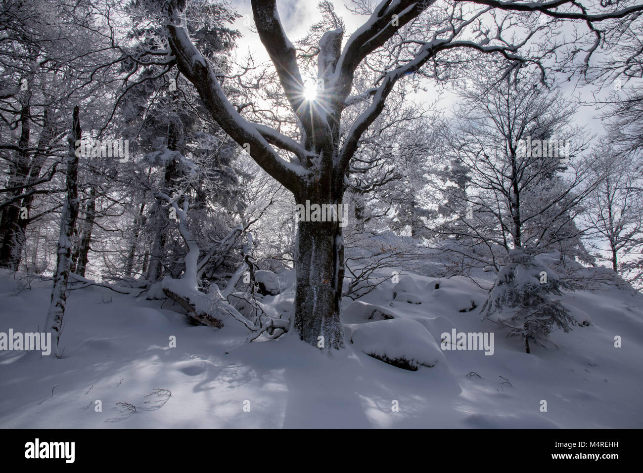 Belle forêt et congelés dans les Vosges en France Banque D'Images