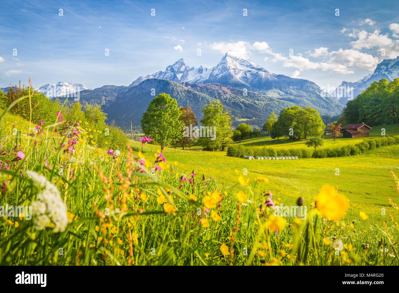Belle vue sur le paysage de montagne alpin idyllique de fleurs de prairies et snowcapped mountain peaks sur une belle journée ensoleillée avec ciel bleu au printemps Banque D'Images