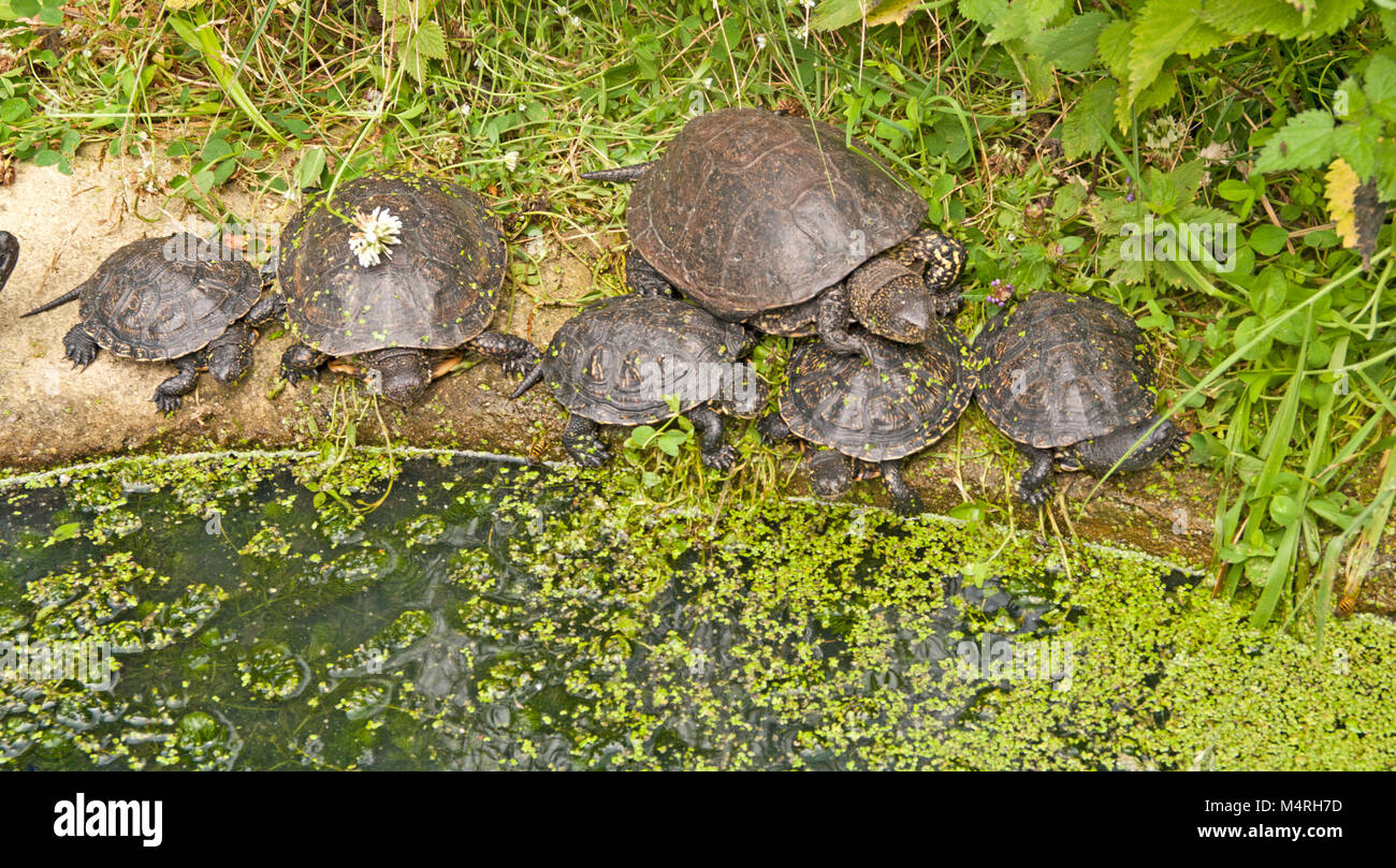 Tortue cistude, Emys orbicularis, Banque D'Images