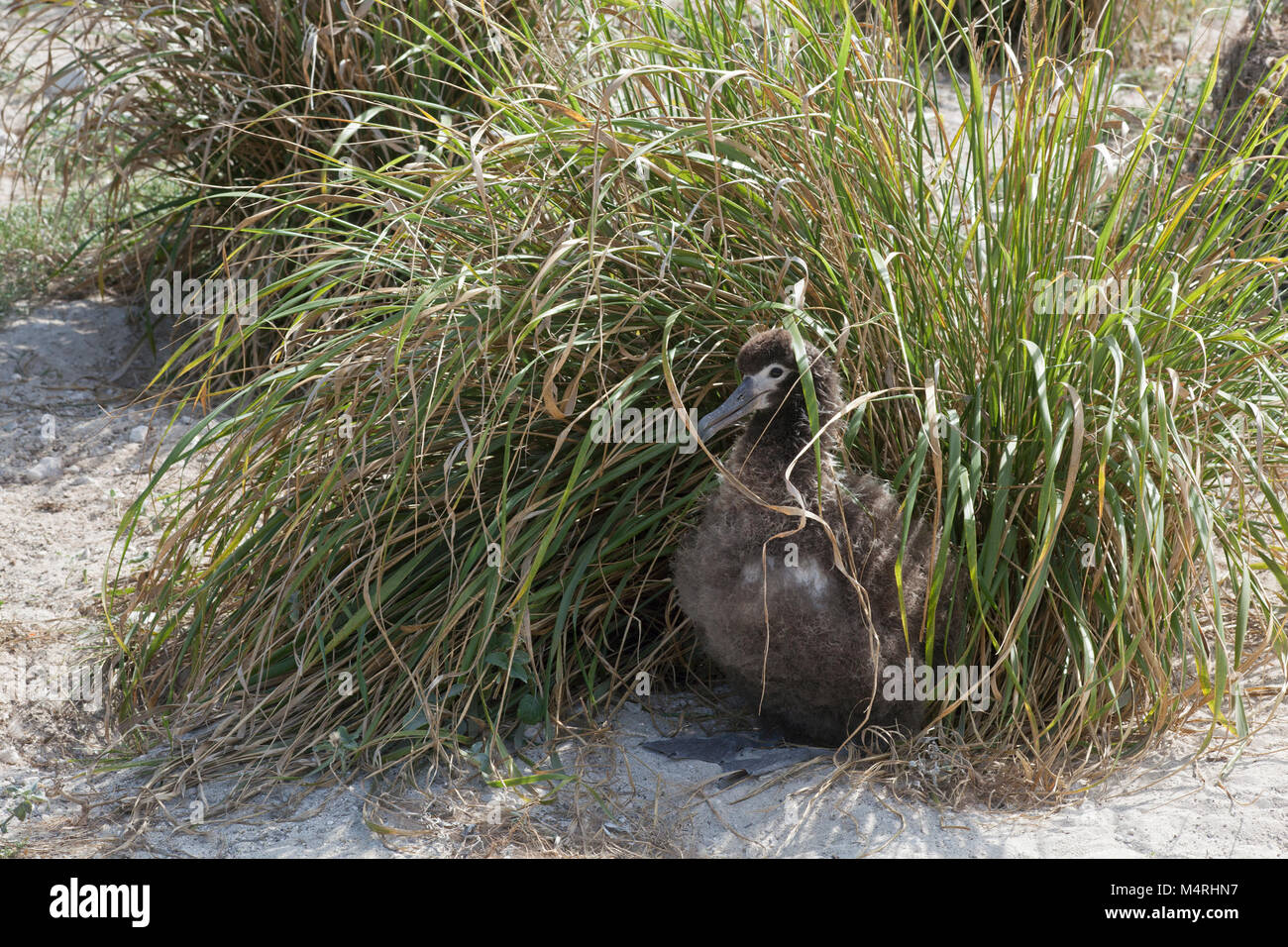 Laysan Albatros poussins se trouvant à l'abri du soleil chaud dans l'herbe de Bunch (Eragrostis variabilis), une espèce indigène plantée pour la restauration de l'habitat sur une île Banque D'Images