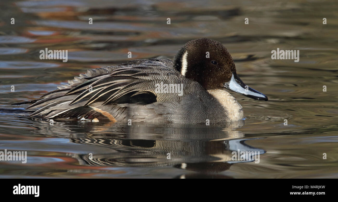Nord de la pintade (Anas acuta), baignade dans l'étang en hiver Banque D'Images