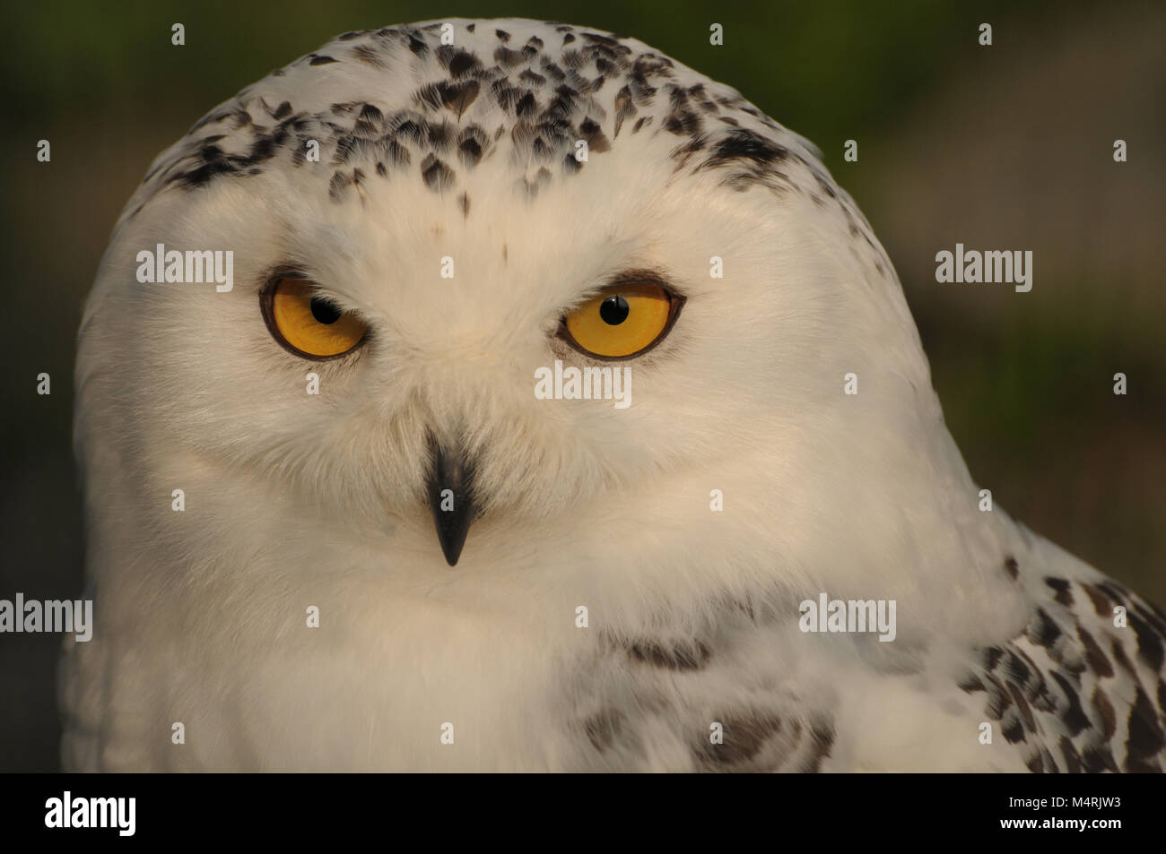 Snowy Owl Head dispose d' Banque D'Images