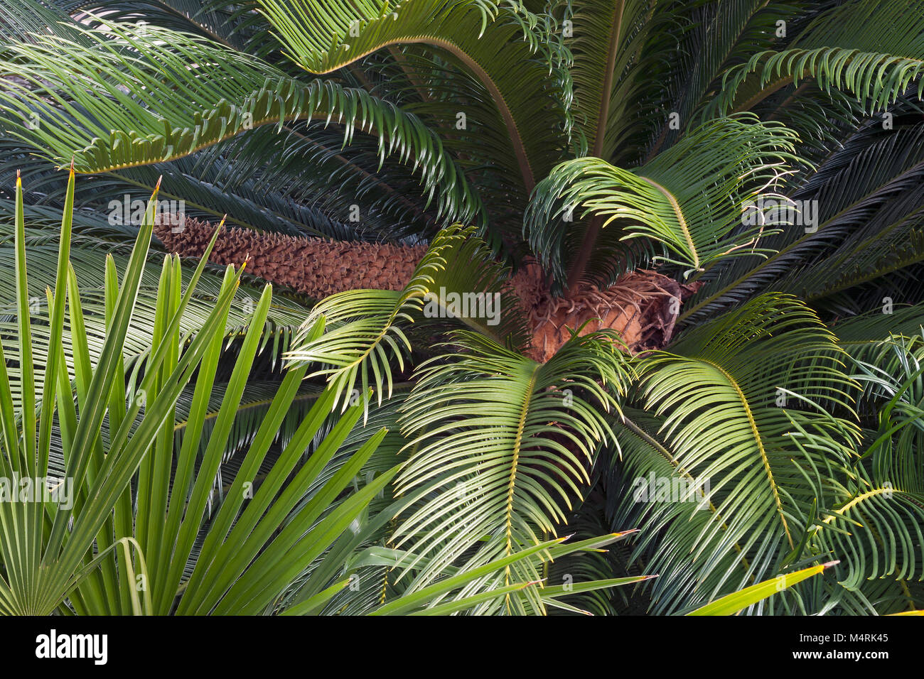 Baquois (Cycas revoluta). Appelé le roi sagou, cycadales de sagou et Japonais aussi sagoutier Banque D'Images