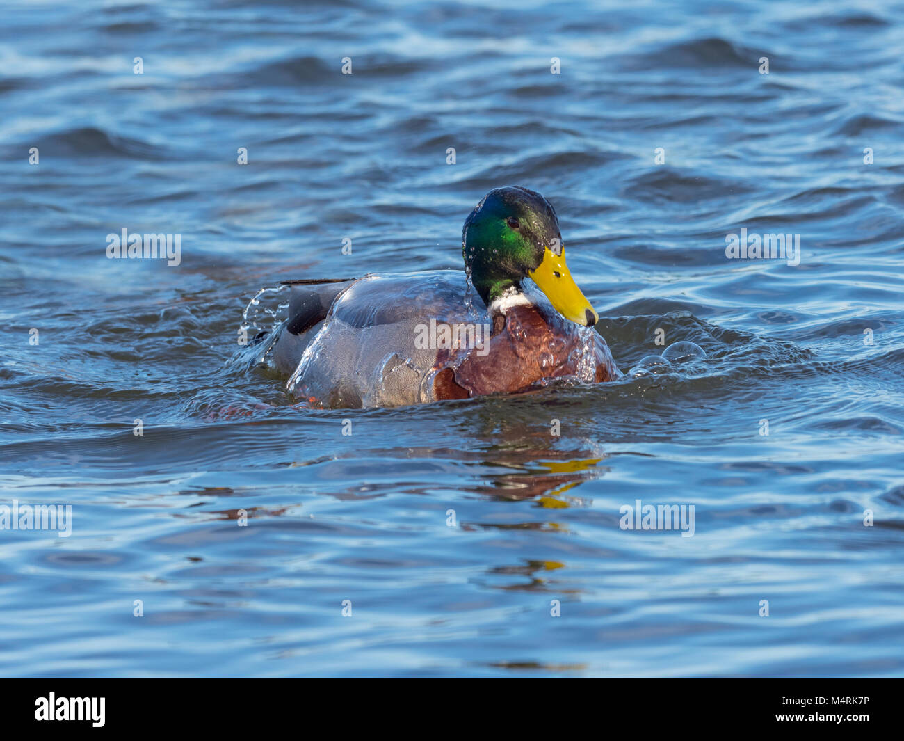 Canard colvert mâle ou drake Anas platyrhynchos baignade en étang d'eau douce Norfolk Banque D'Images