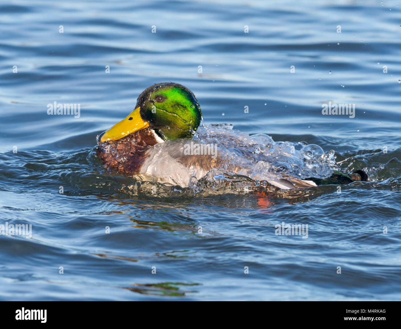 Canard colvert mâle ou drake Anas platyrhynchos baignade en étang d'eau douce Norfolk Banque D'Images