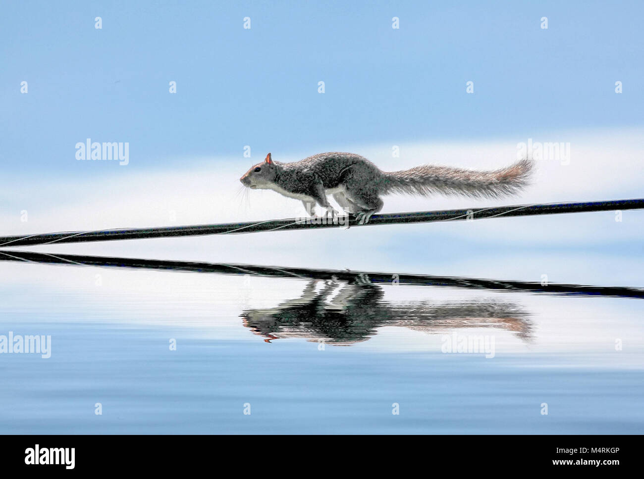 L'écureuil gris de l'un ou l'écureuil gris de l'arbre, l'écureuil, Sciurus carolinensis, courir le long d'un fil de téléphone. Banque D'Images L'écureuil gris de l'un ou l'écureuil gris de l'arbre, l'écureuil, Sciurus carolinensis, courir le long d'un fil de téléphone. Banque D'Images