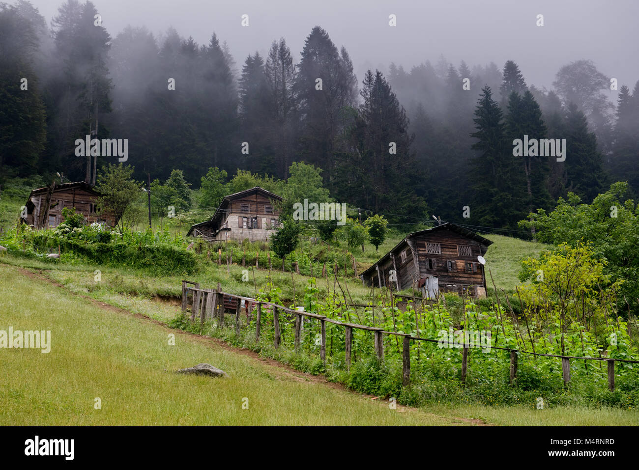 Maisons rustiques en bois perchées sur un flanc de montagne brumeux dans les Hautes terres d'Ayder, entourées d'une végétation luxuriante et de grands pins couverts de brouillard, Banque D'Images