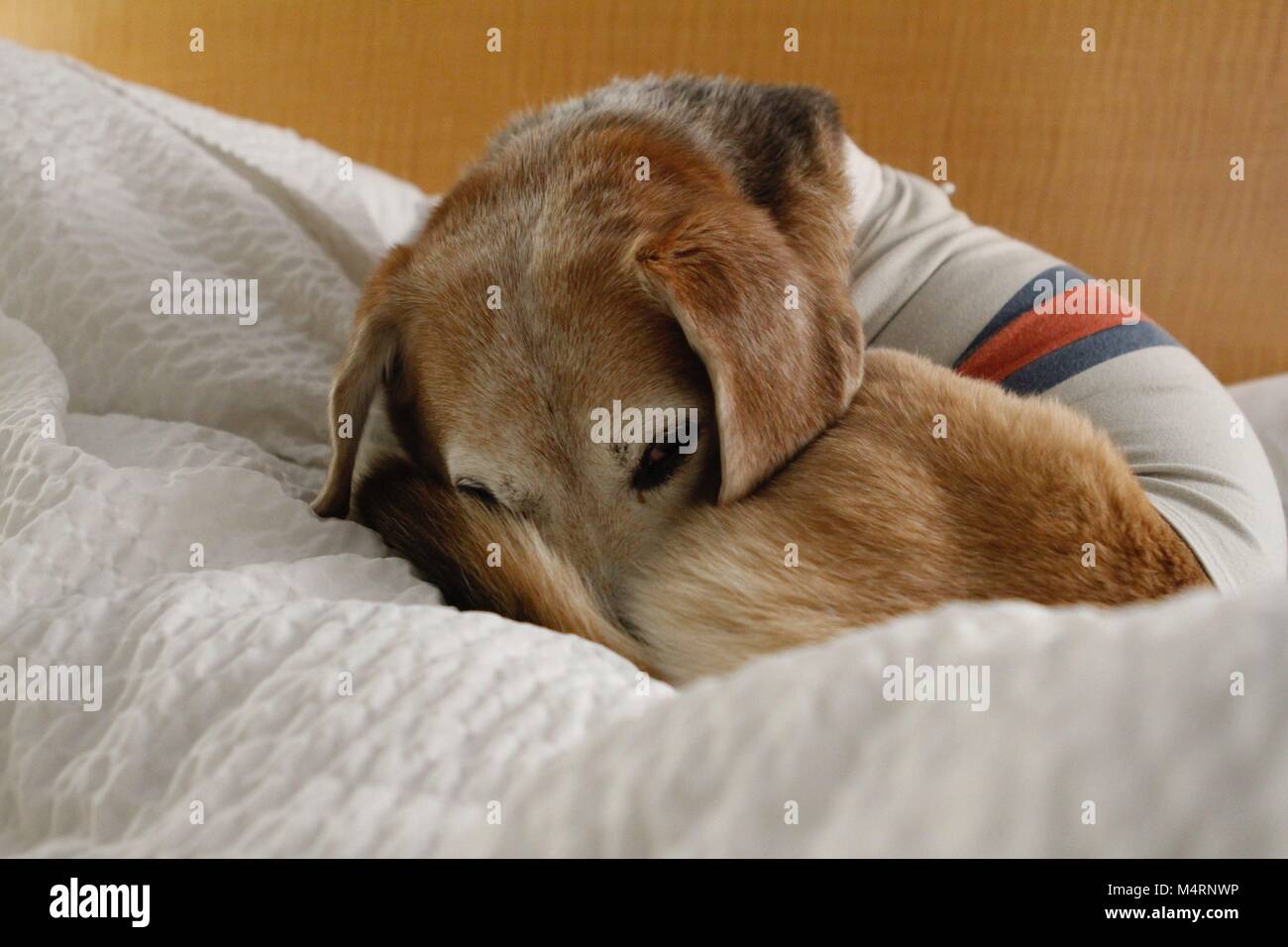 Beagle mignon repose sur une table. Banque D'Images