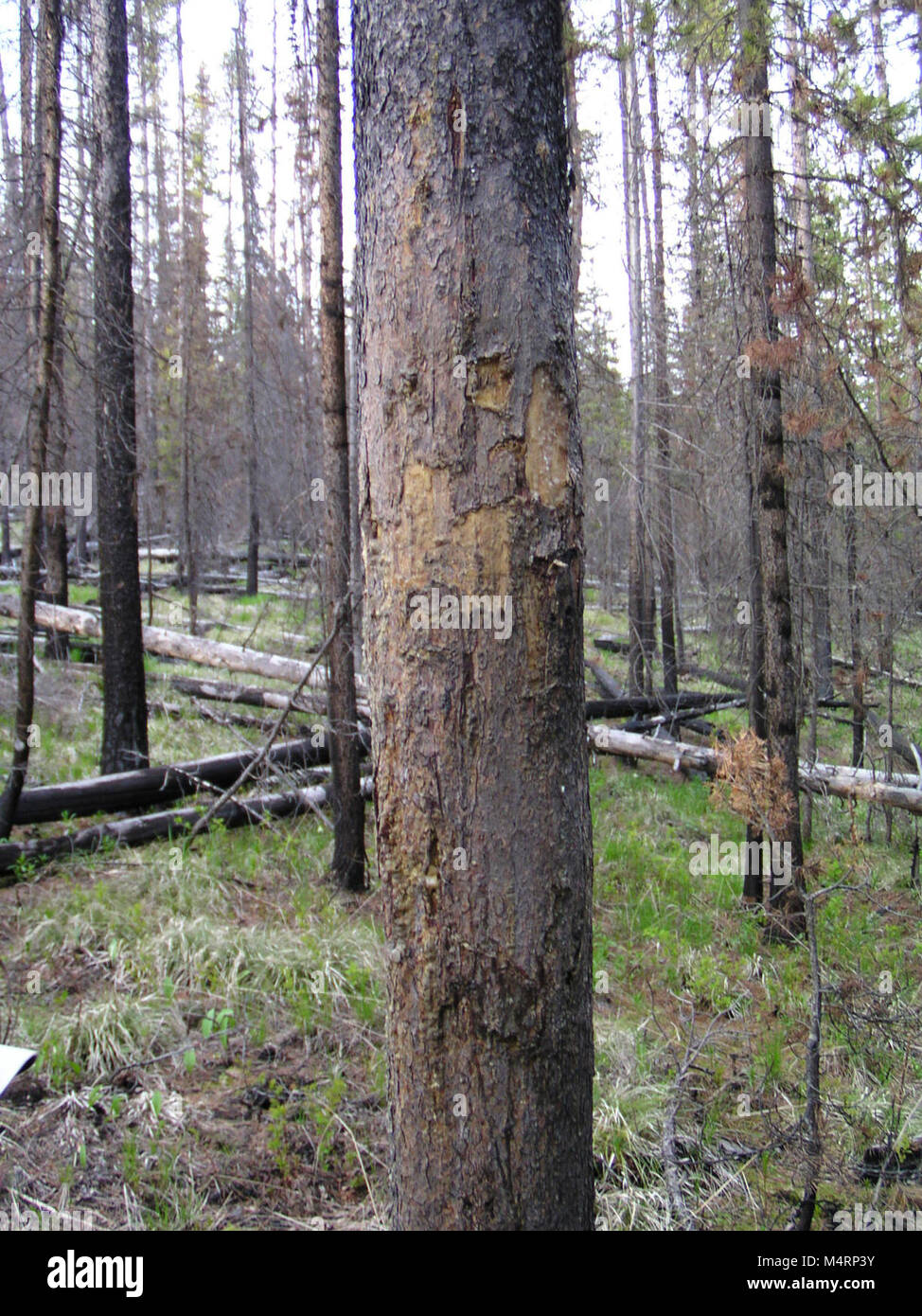 Un grizzly rub arbre. Les arbres comme celui-ci, ainsi que du fil de fer barbelé, des chicots de cheveux ont été utilisés pour recueillir des échantillons de cheveux de l'ours grizzli dans tout l'écosystème de la Couronne du Continent dans le cadre de la division du Nord (Projet de l'ours grizzli. Ce projet a utilisé cette technique en collaboration avec les modèles statistiques pour estimer le nombre de grizzlis vivant dans l'écosystème, qui comprend le parc national des Glaciers. L'ADN a été extrait à partir de poils d'ours prélevés le long de routes de l'enquête et de publier systématiquement les cheveux en position d'affectation. À la suite de ce projet, et après la collecte et l'analyse d'un Banque D'Images