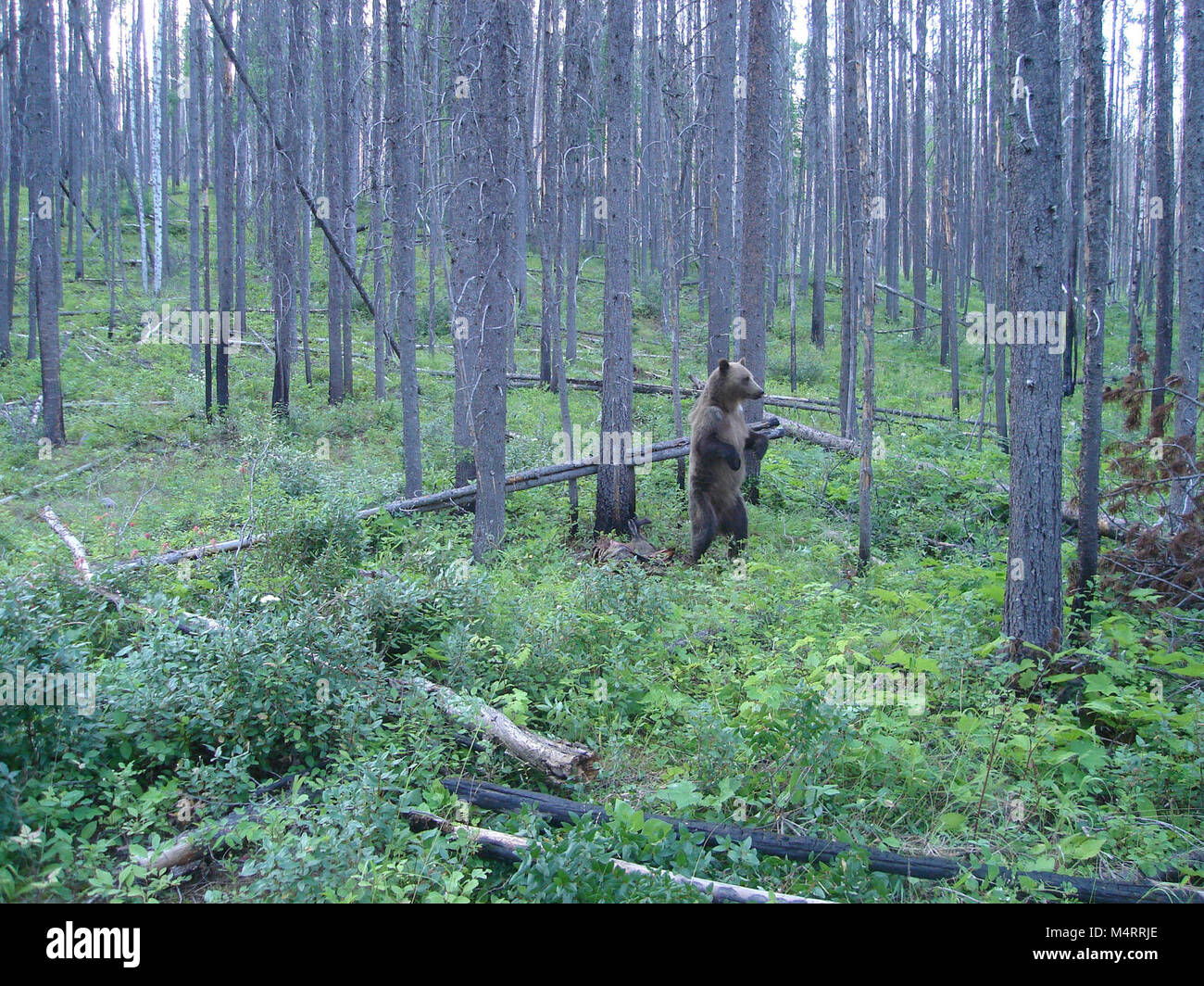 Un grizzly frottant sur un arbre fixe avec fil pour accrocher les échantillons de poils. Une caméra à distance a été mis en place pour surveiller et observer l'emplacement des chicots de cheveux le comportement des ours. Barbelés chicots de cheveux ont été utilisés pour recueillir des échantillons de cheveux de l'ours grizzli dans tout l'écosystème de la Couronne du Continent dans le cadre de la division du Nord (Projet de l'ours grizzli. Ce projet a utilisé cette technique en collaboration avec les modèles statistiques pour estimer le nombre de grizzlis vivant dans l'écosystème, qui comprend le parc national des Glaciers. L'ADN a été extrait à partir de poils d'ours prélevés le long de routes et de sondage systematica Banque D'Images