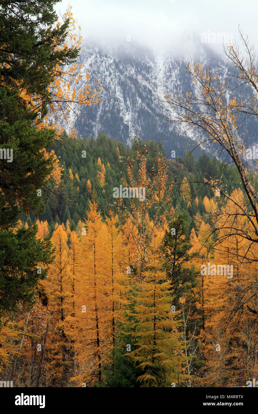 Les poussières de la neige des montagnes comme le mélèze de l'Ouest avec des bougies de teintes éclatantes de orange..journée typique d'automne. Banque D'Images