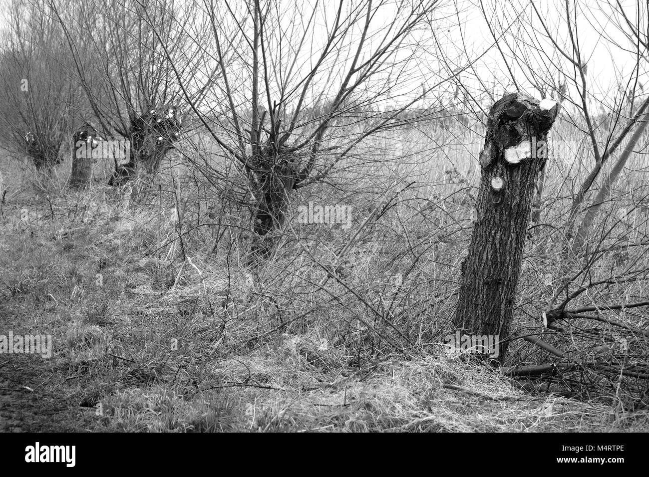 Février 2018 - Un sondage d'arbres sur le niveaux à Westhay Somerset  ; Banque D'Images