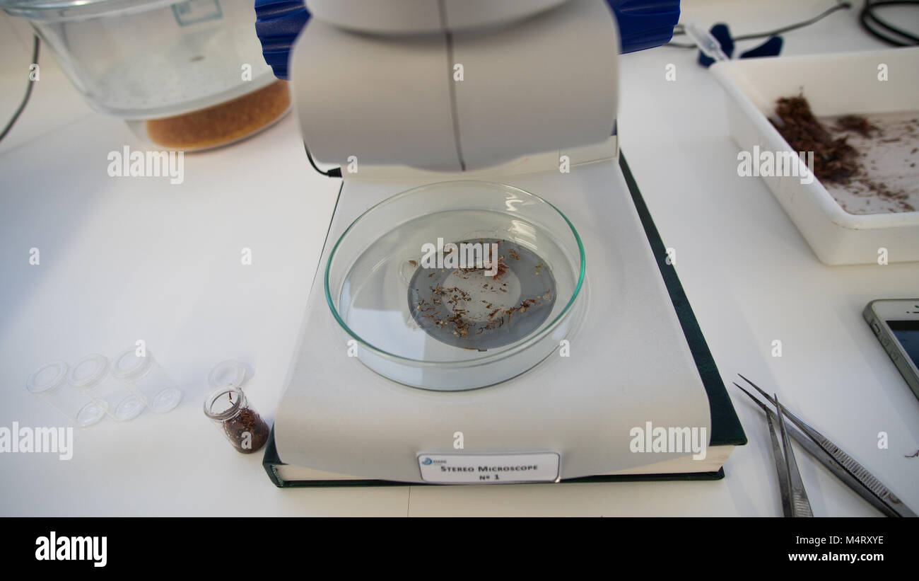 ZEISS Microscope in laboratory Banque D'Images