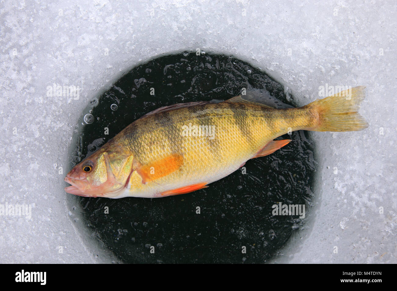 panfish jaune perchée sur le trou de glace Banque D'Images