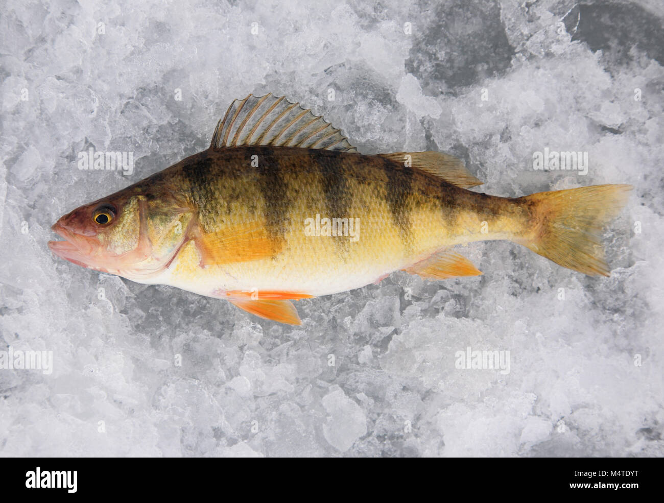 La perchaude pan fish allongé sur la glace sur voyage de pêche dans l'Utah Banque D'Images