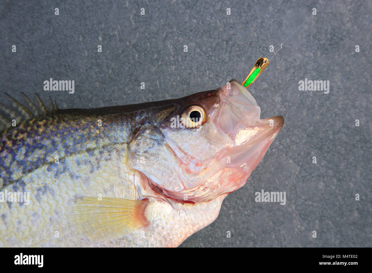 Le crapet pan fish avec leurre dans la bouche située sur la glace Banque D'Images