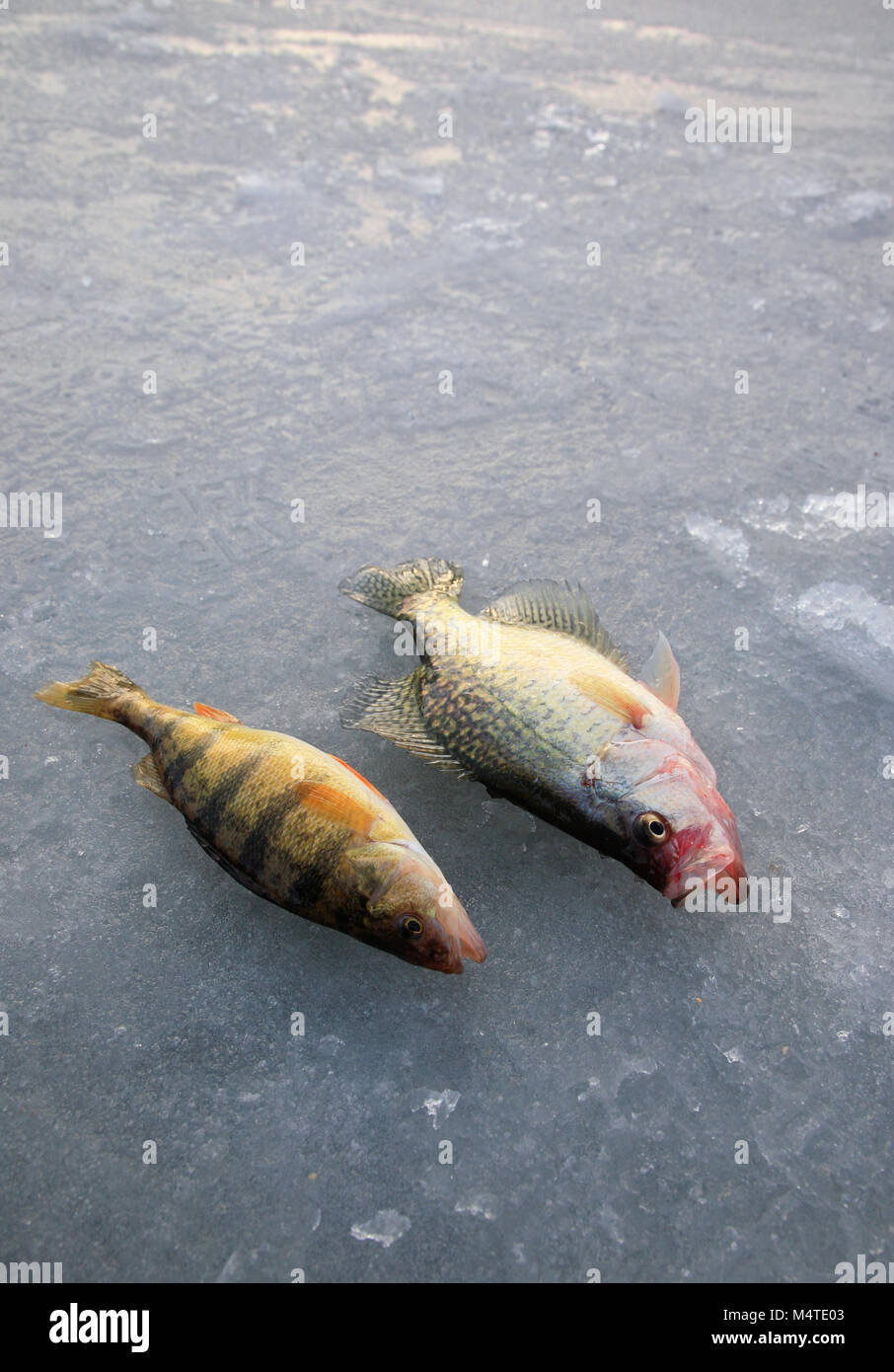 Crochet de pêche de glace réussie couché sur lac couvert de glace Banque D'Images