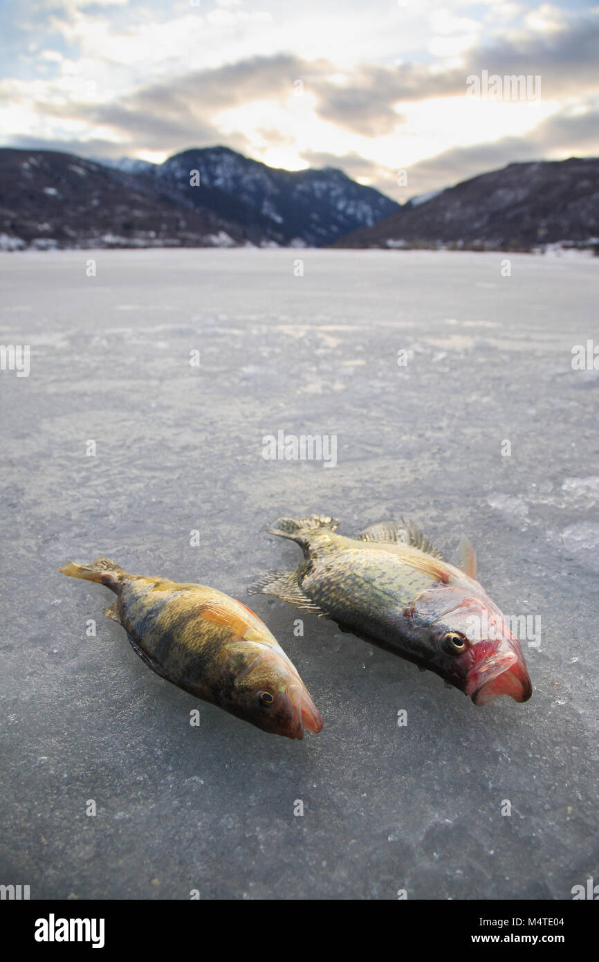 Deux pan fish allongé sur lac couvert de glace avec les montagnes et le ciel en arrière-plan Banque D'Images