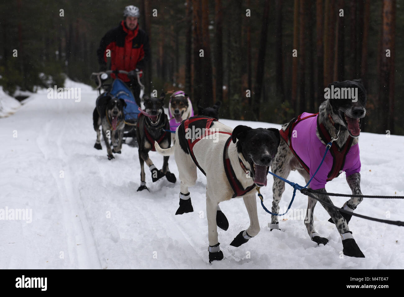 Covaledad, Espagne. Feb 17, 2018. Un musher et ses chiens de traîneaux race une étape au cours de la 1ère édition de "oria al Límite' course en traîneau à chiens à travers la gamme de montagne, d'Urbión en Covaleda, au nord de l'Espagne. Credit : Jorge Sanz/Pacific Press/Alamy Live News Banque D'Images