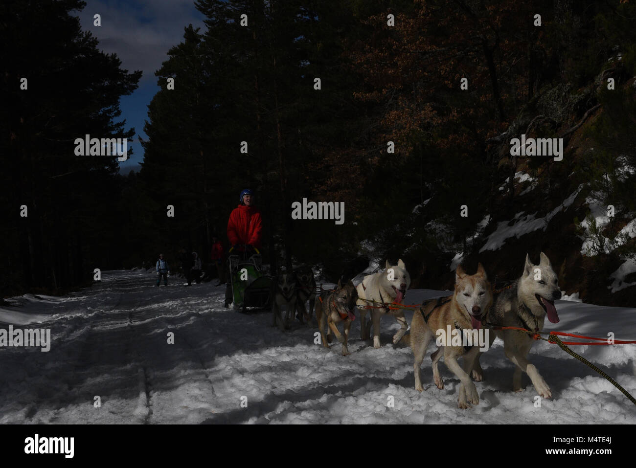 Covaledad, Espagne. Feb 17, 2018. Un musher et ses chiens de traîneaux race une étape au cours de la 1ère édition de "oria al Límite' course en traîneau à chiens à travers la gamme de montagne, d'Urbión en Covaleda, au nord de l'Espagne. Credit : Jorge Sanz/Pacific Press/Alamy Live News Banque D'Images