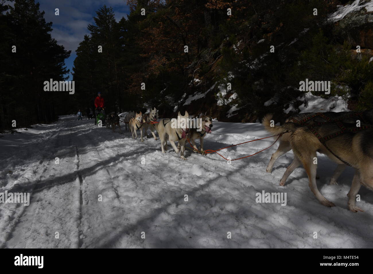 Covaledad, Espagne. Feb 17, 2018. Un musher et ses chiens de traîneaux race une étape au cours de la 1ère édition de "oria al Límite' course en traîneau à chiens à travers la gamme de montagne, d'Urbión en Covaleda, au nord de l'Espagne. Credit : Jorge Sanz/Pacific Press/Alamy Live News Banque D'Images