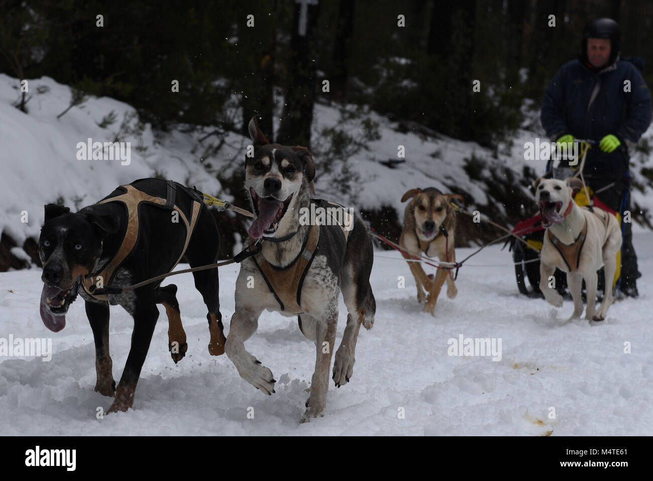 Covaledad, Espagne. Feb 17, 2018. Un musher et ses chiens de traîneaux race une étape au cours de la 1ère édition de "oria al Límite' course en traîneau à chiens à travers la gamme de montagne, d'Urbión en Covaleda, au nord de l'Espagne. Credit : Jorge Sanz/Pacific Press/Alamy Live News Banque D'Images