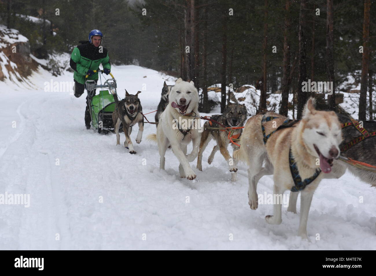 Covaledad, Espagne. Feb 17, 2018. Un musher et ses chiens de traîneaux race une étape au cours de la 1ère édition de "oria al Límite' course en traîneau à chiens à travers la gamme de montagne, d'Urbión en Covaleda, au nord de l'Espagne. Credit : Jorge Sanz/Pacific Press/Alamy Live News Banque D'Images