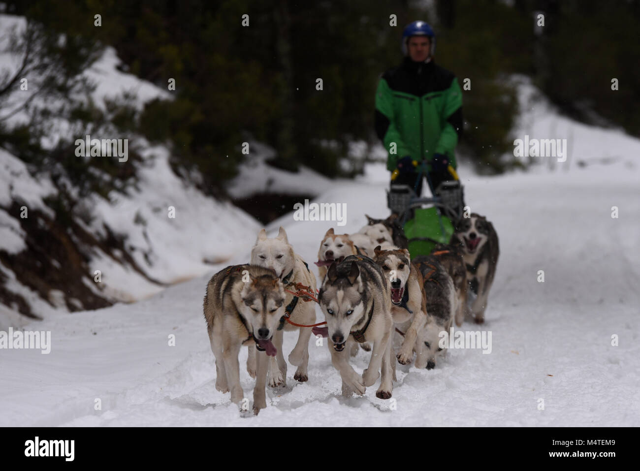 Covaledad, Espagne. Feb 17, 2018. Un musher et ses chiens de traîneaux race une étape au cours de la 1ère édition de "oria al Límite' course en traîneau à chiens à travers la gamme de montagne, d'Urbión en Covaleda, au nord de l'Espagne. Credit : Jorge Sanz/Pacific Press/Alamy Live News Banque D'Images