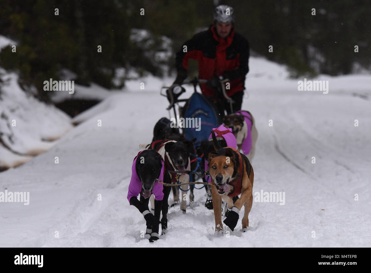 Covaledad, Espagne. Feb 17, 2018. Un musher et ses chiens de traîneaux race une étape au cours de la 1ère édition de "oria al Límite' course en traîneau à chiens à travers la gamme de montagne, d'Urbión en Covaleda, au nord de l'Espagne. Credit : Jorge Sanz/Pacific Press/Alamy Live News Banque D'Images