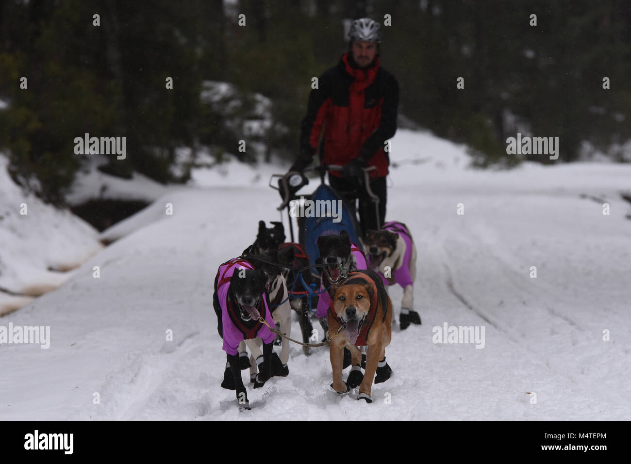 Covaledad, Espagne. Feb 17, 2018. Un musher et ses chiens de traîneaux race une étape au cours de la 1ère édition de "oria al Límite' course en traîneau à chiens à travers la gamme de montagne, d'Urbión en Covaleda, au nord de l'Espagne. Credit : Jorge Sanz/Pacific Press/Alamy Live News Banque D'Images