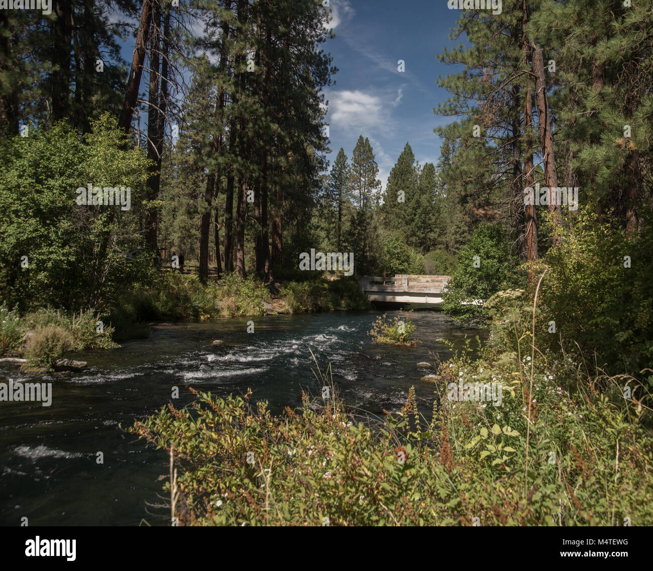 Metolius qui traverse une forêt de pins dans le centre de l'Oregon Banque D'Images