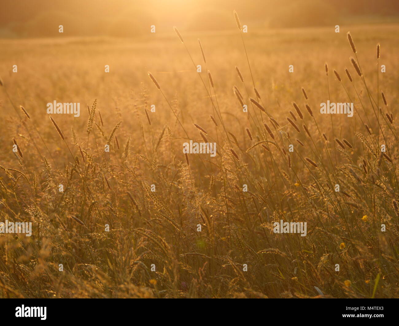 Whispering Reed ossature à Smokey SunsetSunset la fumée de couleur et de roseaux Banque D'Images