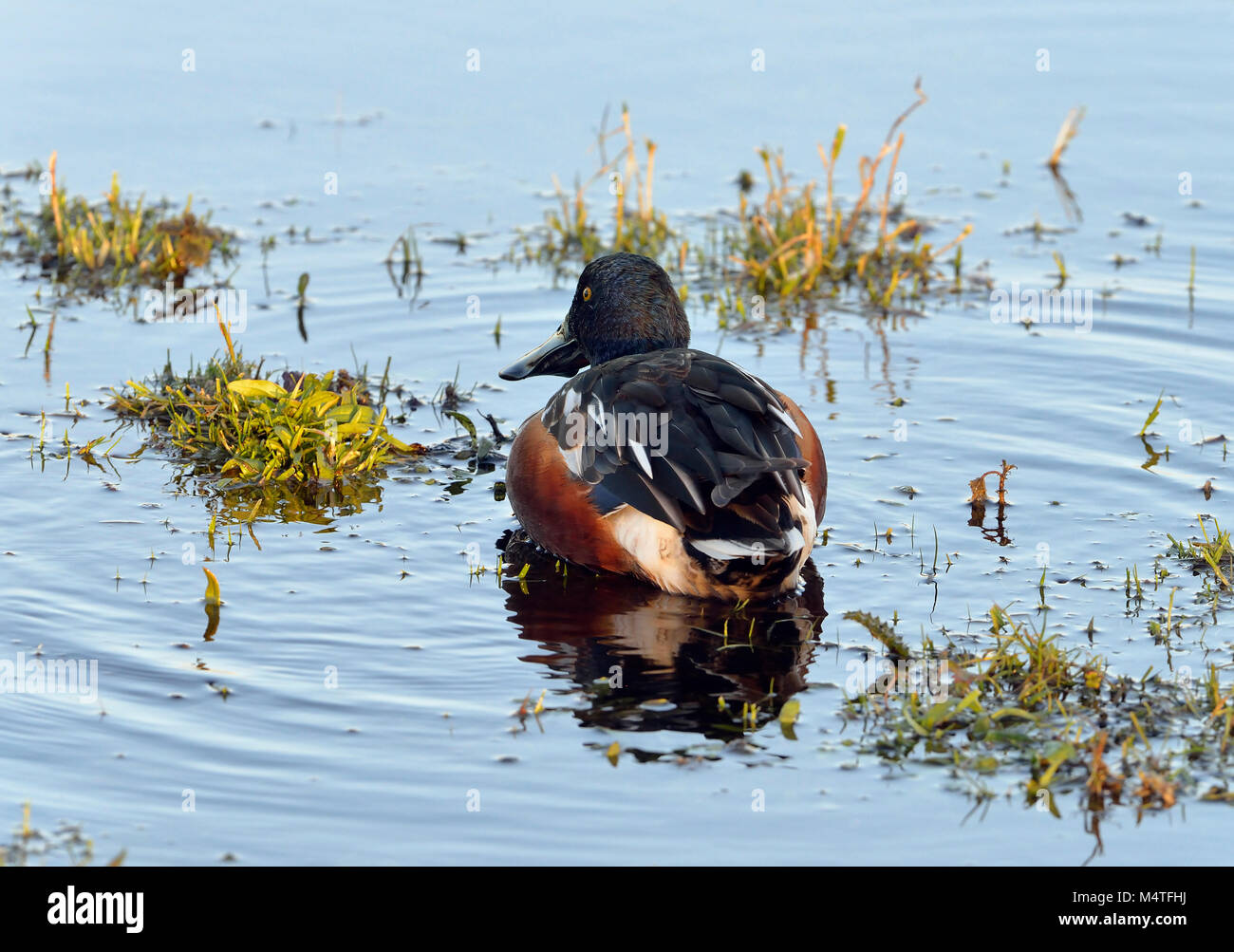 Canard souchet - Anas clypeata (spatule) Canard mâle vue arrière montrant un grand projet de loi Banque D'Images