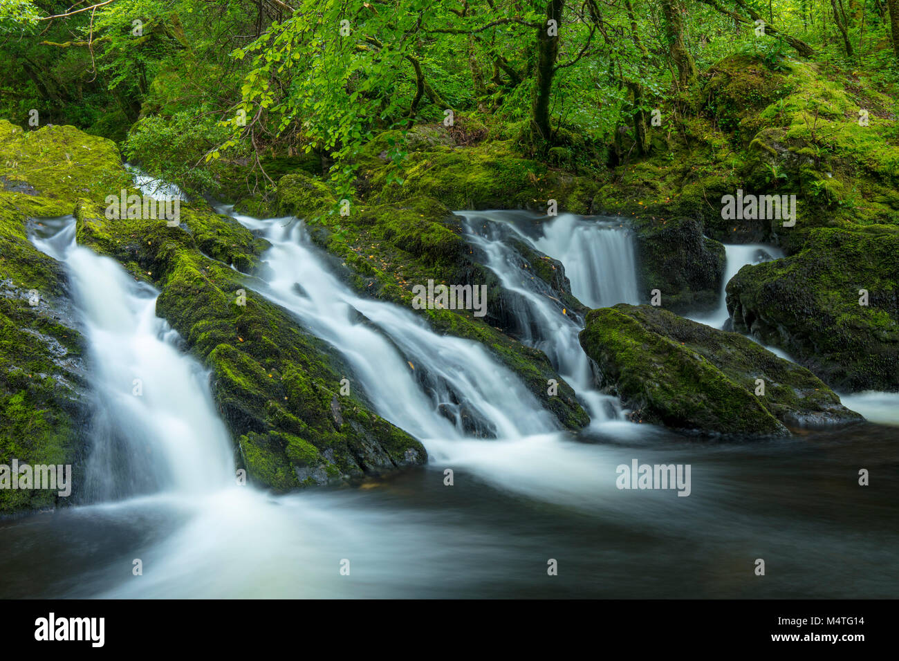 Sur le Canrooska cascade River, Glengarriff Réserve Naturelle, Glengarriff, comté de Cork, Irlande. Banque D'Images