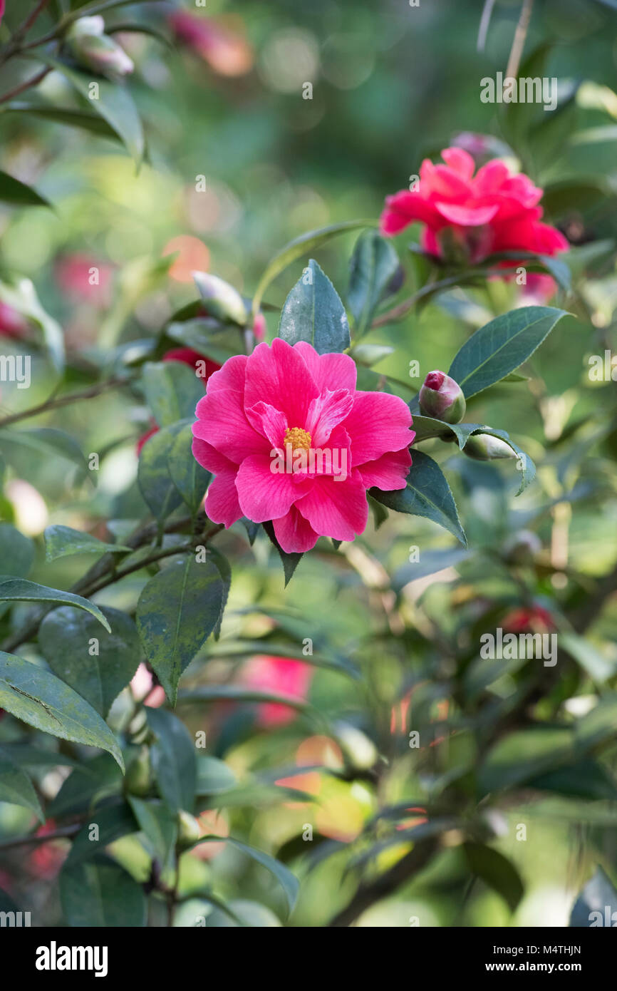 Camellia williamsii × 'Freedom Bell' floraison en février. UK Banque D'Images