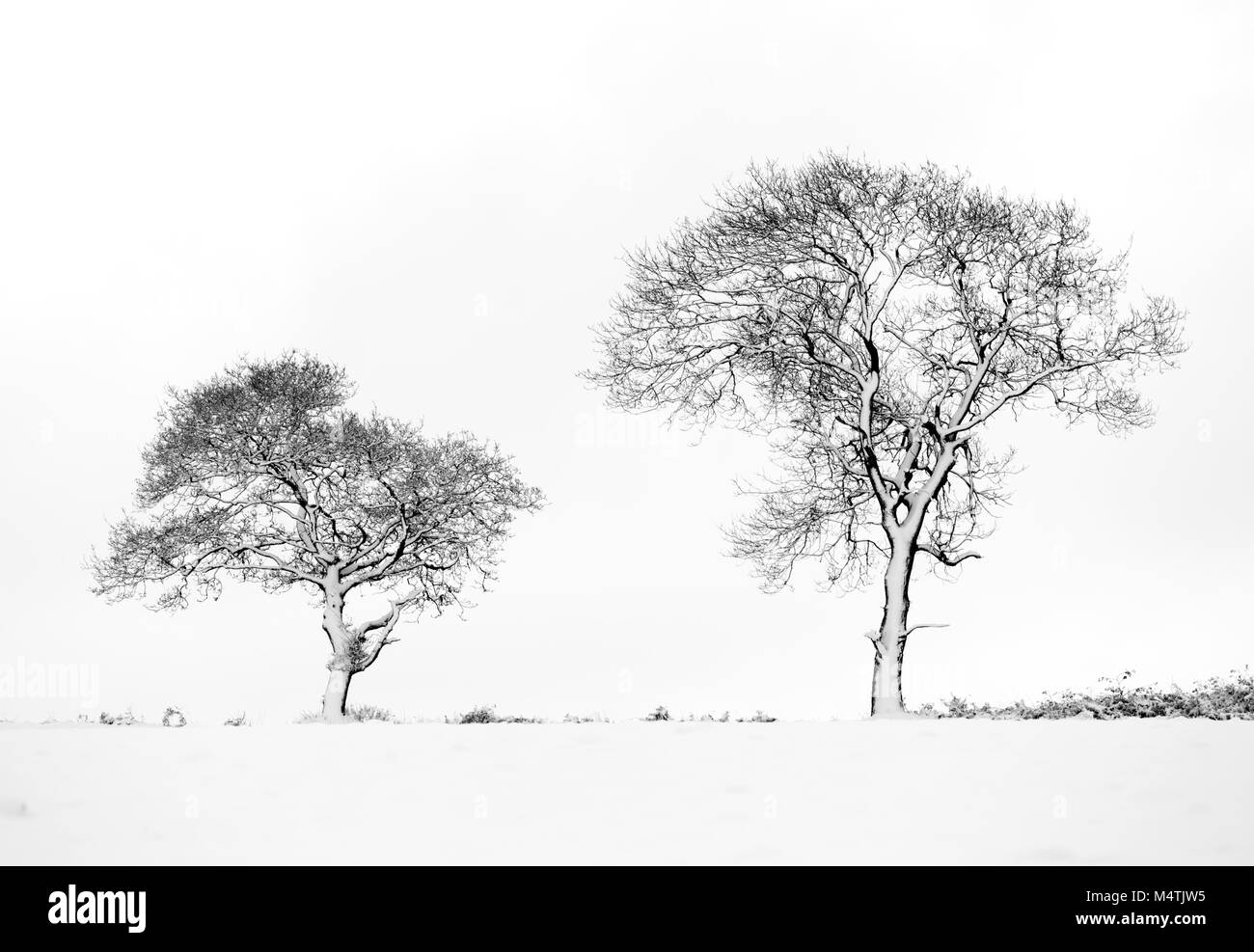 Deux arbres couverts de neige dans le Worcestershire, Royaume-Uni. Banque D'Images