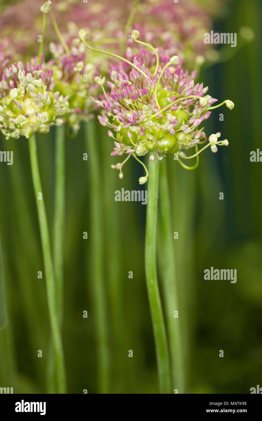 Un bouquet d'Allium 'Gouttes' vert montrant comment elles poussent haut Banque D'Images