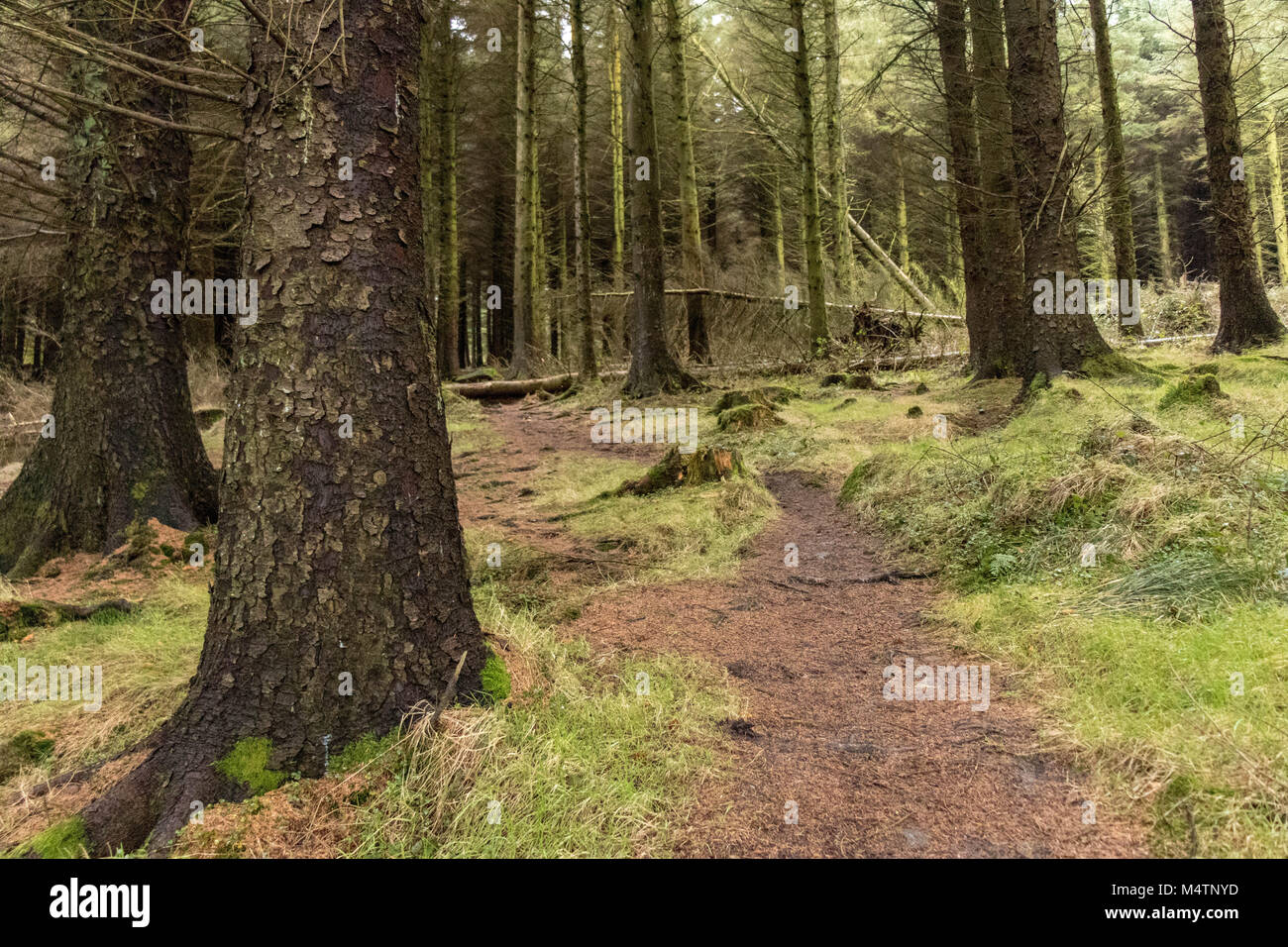 Arbres d'une forêt, Dublin. Banque D'Images