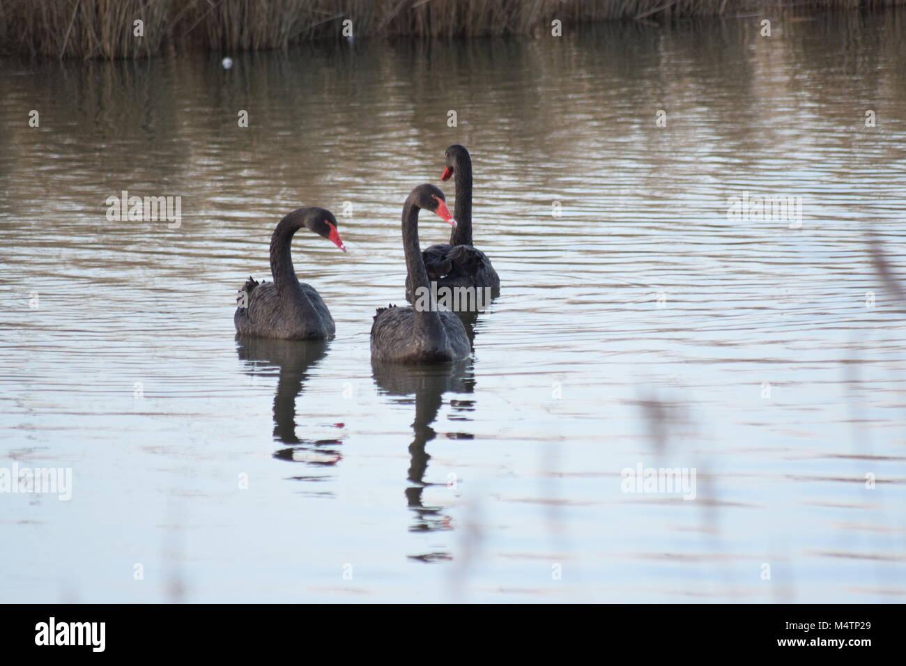 Trois CYGNES NOIRS À PAGHAM HARBOUR NATURE RESERVE, WEST SUSSEX UK. Février 2018. Oiseau de l'ÉTAT DE L'AUSTRALIE OCCIDENTALE. Banque D'Images