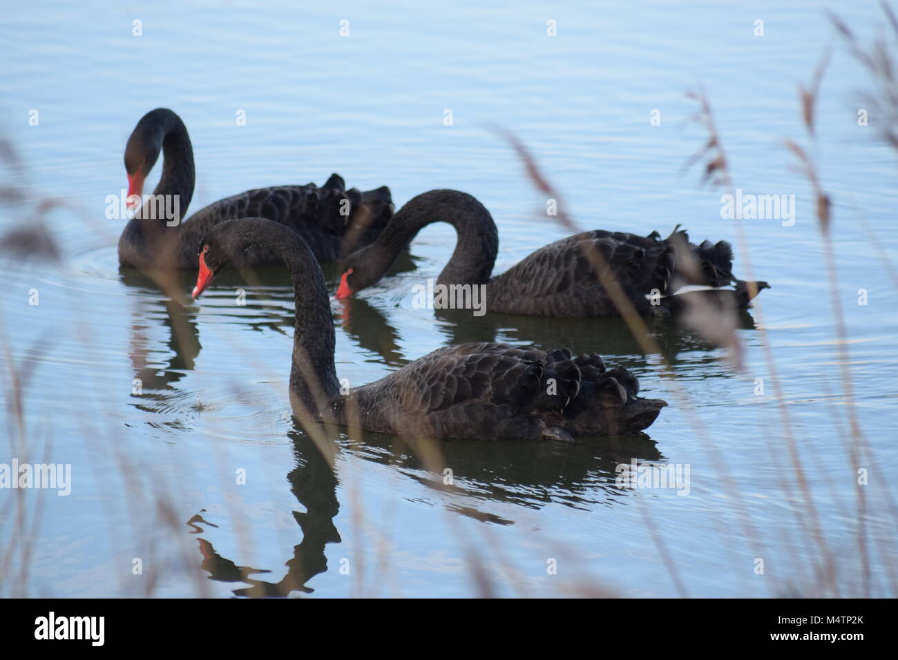 Trois CYGNES NOIRS À PAGHAM HARBOUR NATURE RESERVE, WEST SUSSEX UK. Février 2018. Oiseau de l'ÉTAT DE L'AUSTRALIE OCCIDENTALE. Banque D'Images