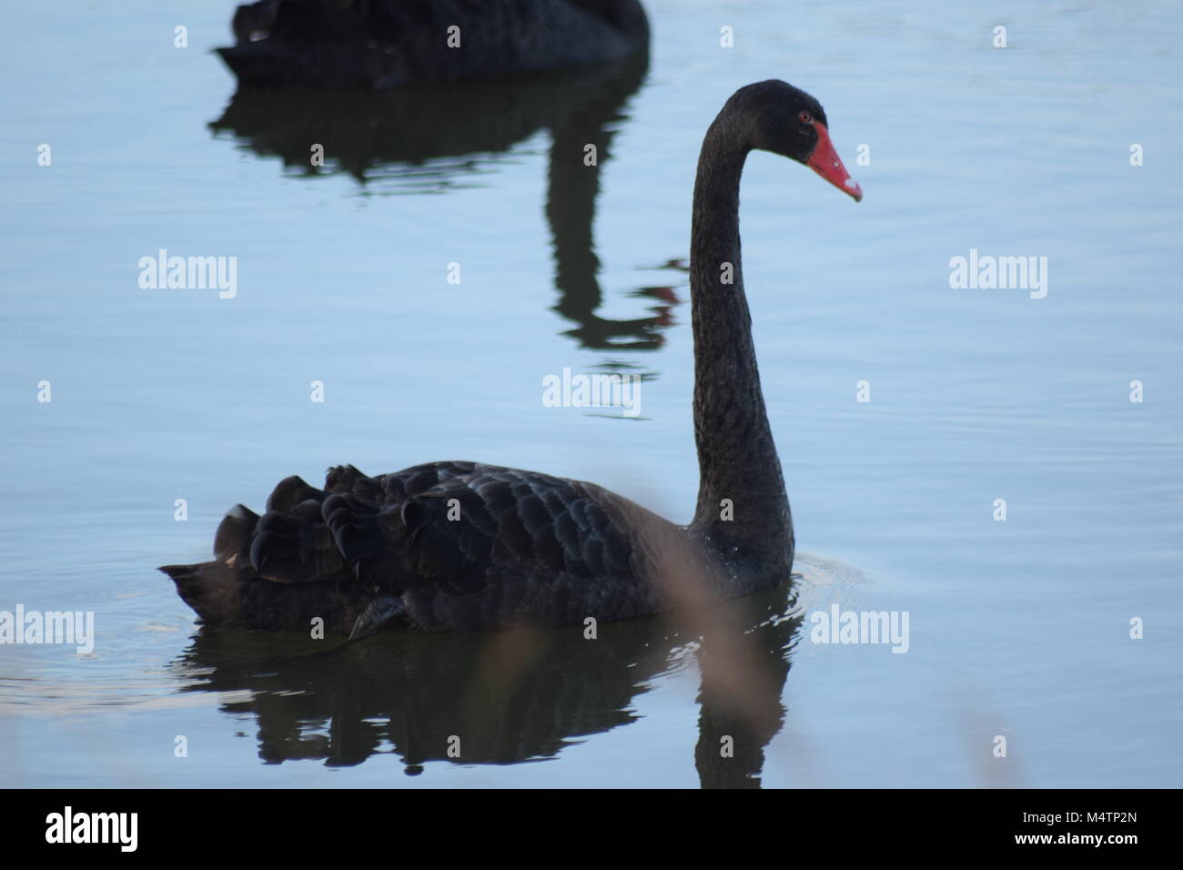 Trois CYGNES NOIRS À PAGHAM HARBOUR NATURE RESERVE, WEST SUSSEX UK. Février 2018. Oiseau de l'ÉTAT DE L'AUSTRALIE OCCIDENTALE. Banque D'Images