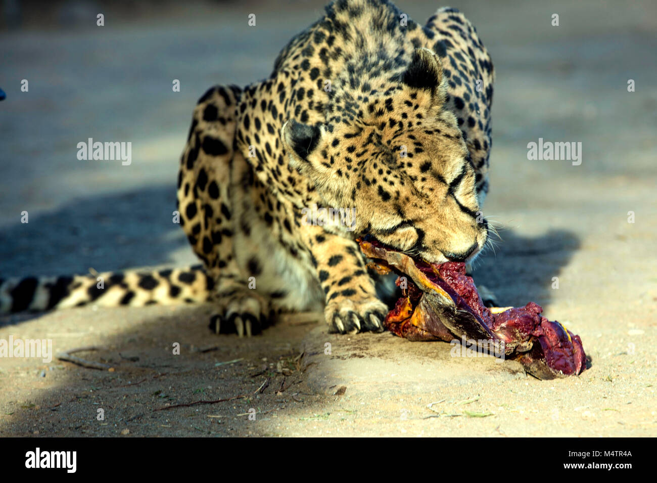 Le Guepard Est Un Grand Chat De La Sous Famille Des Felinae Photo Prise Dans La Savane Africaine La Namibie Photo Stock Alamy Le Guepard Est Un Grand Chat De La Sous Famille Des Felinae Photo Prise Dans La Savane Africaine La Namibie Photo Stock Alamy