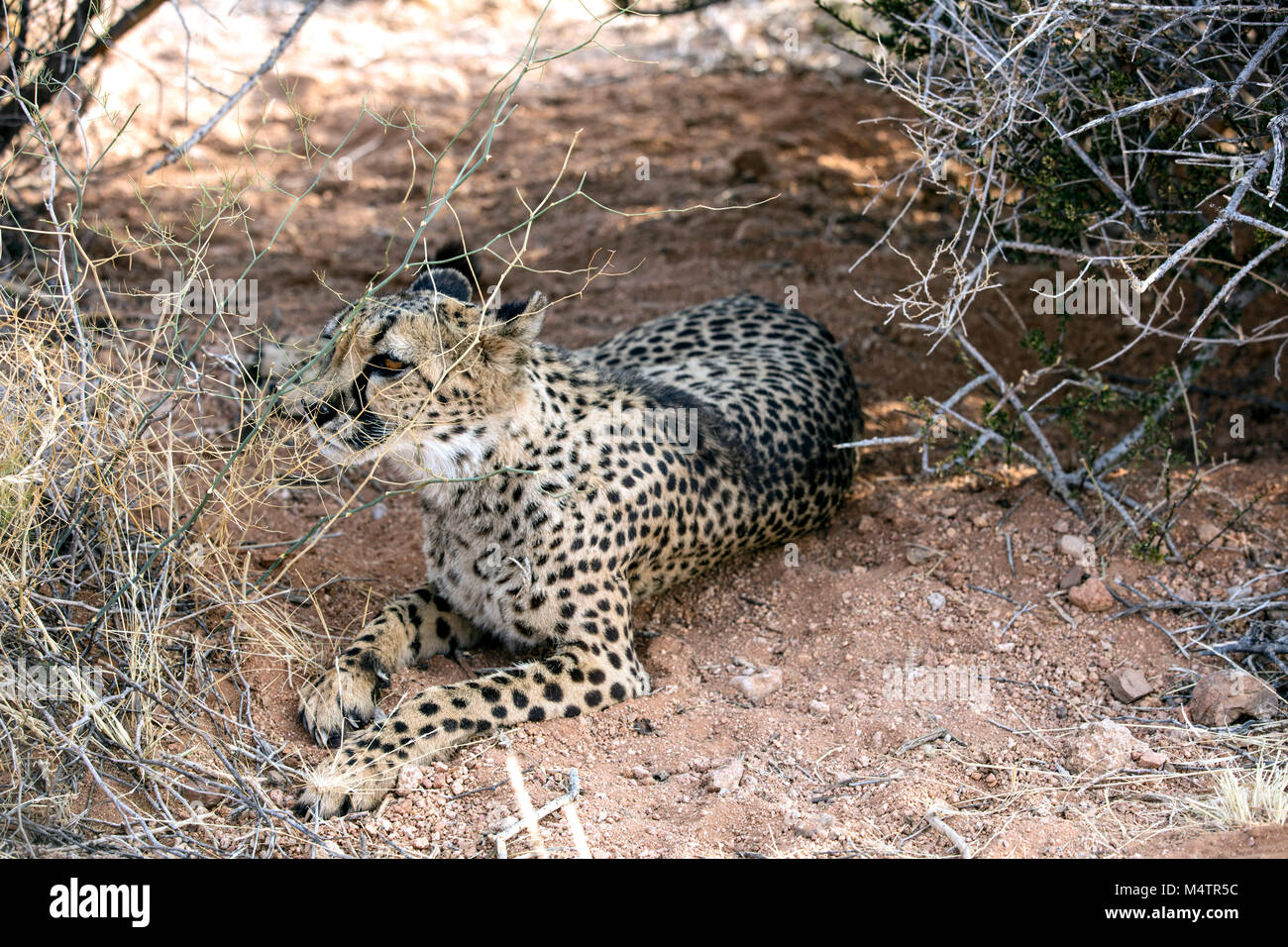 Le Guepard Est Un Grand Chat De La Sous Famille Des Felinae Photo Prise Dans La Savane Africaine La Namibie Photo Stock Alamy Le Guepard Est Un Grand Chat De La Sous Famille Des Felinae Photo Prise Dans La Savane Africaine La Namibie Photo Stock Alamy