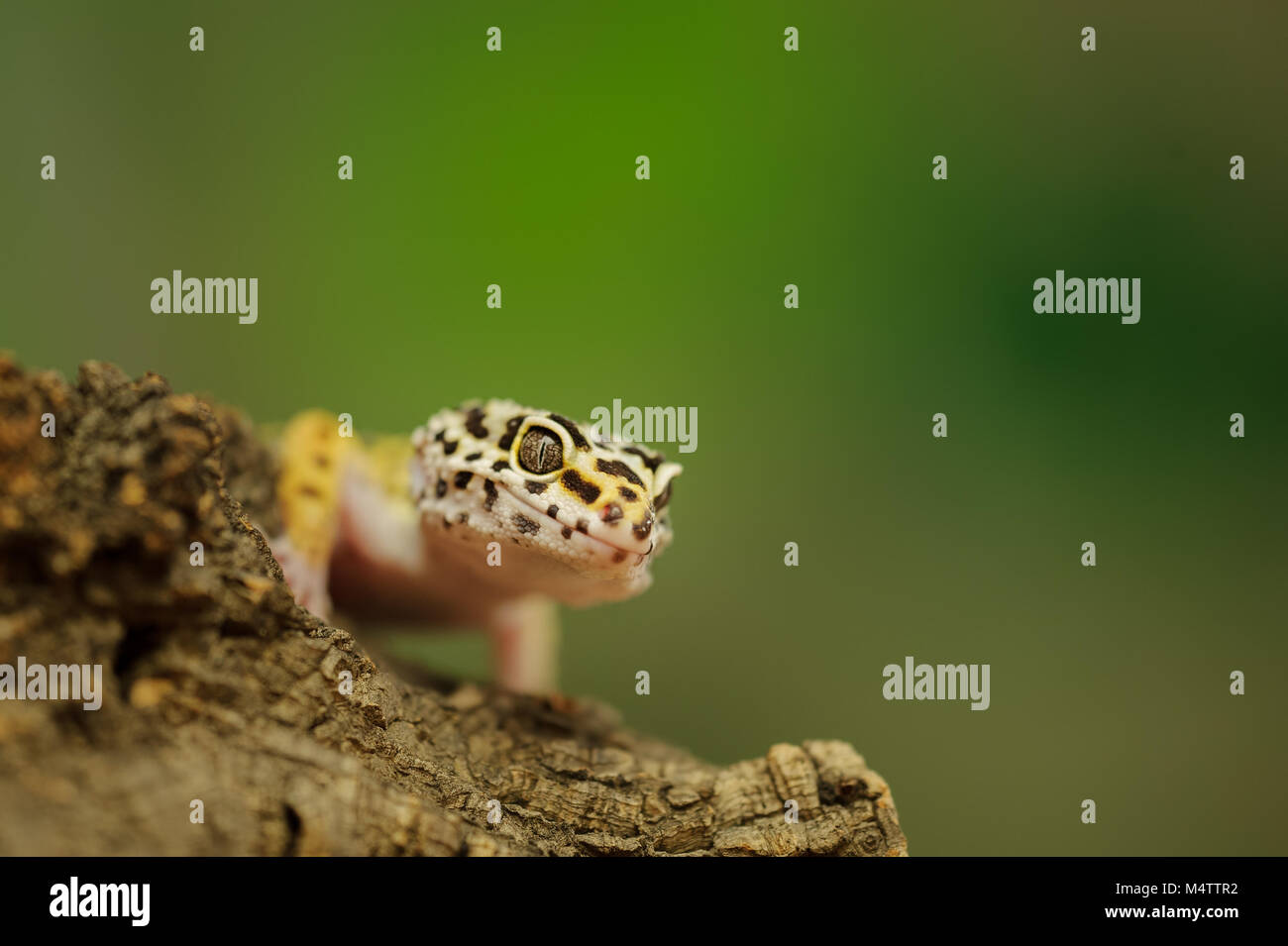 Gecko léopard commun avec un fond vert Banque D'Images